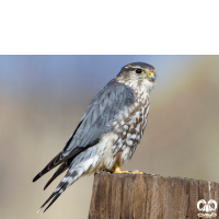 گونه ترمتای Merlin